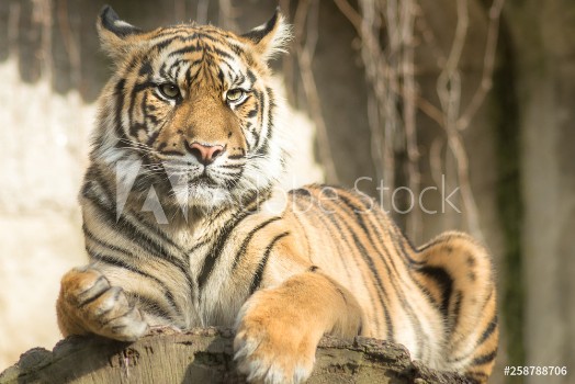 Picture of Tiger Panthera tigris tigris